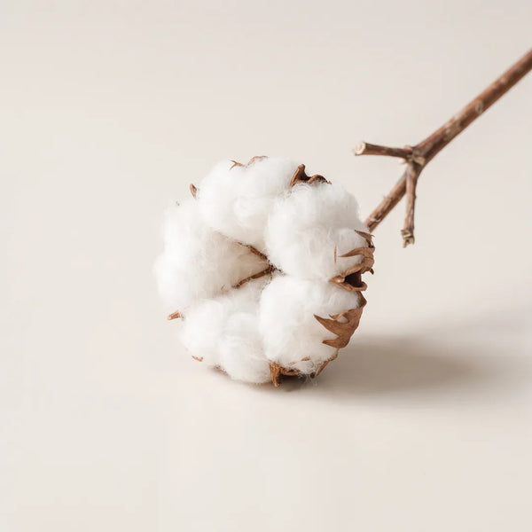 Coton frais