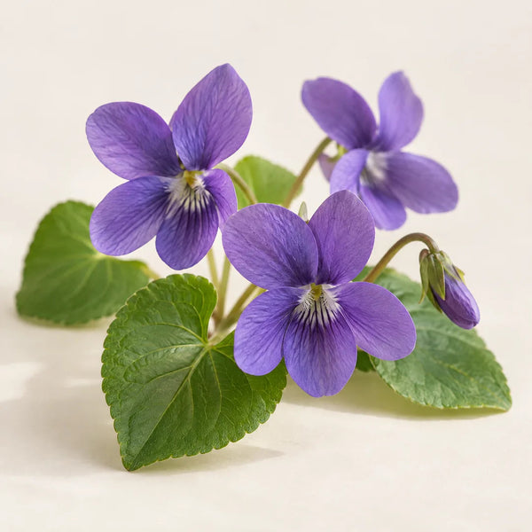 Violette